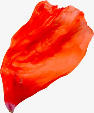 玫瑰花瓣psd素材花瓣素材免抠