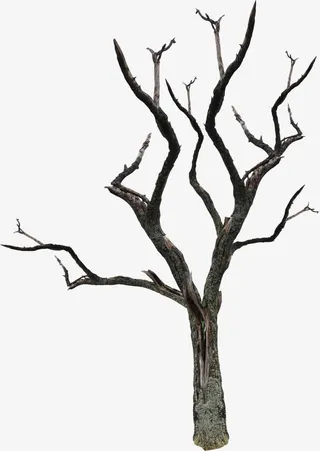 枯树素材免抠