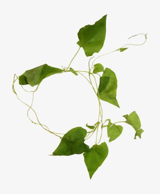 绿色绿叶蔓藤漂浮免抠