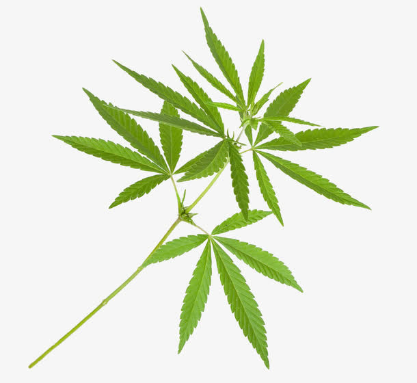 印度大麻枝叶免抠