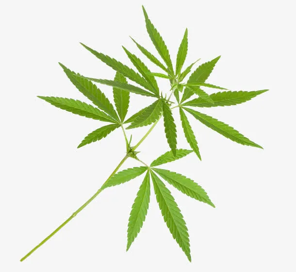 印度大麻枝叶免抠