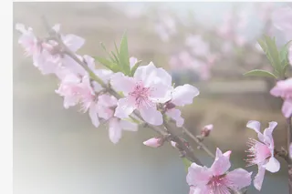 春天 草地 桃花 梨花 渐变透明元素34免抠背景场景背景元素