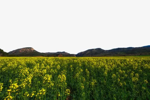 黄色油菜花田免抠