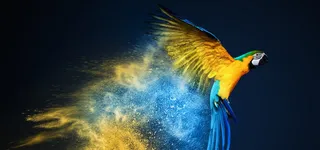 鹦鹉背景图高清