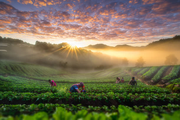 夕阳下采茶的人群免抠