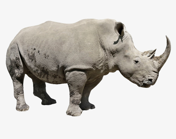 灰色犀牛侧面大气犀牛免扣免抠