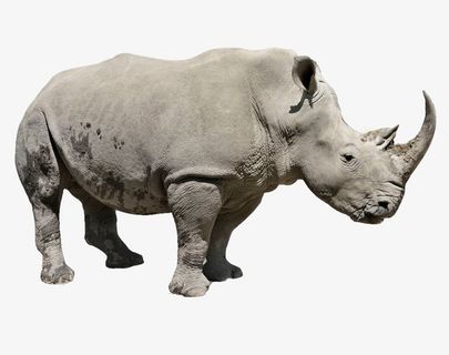 灰色犀牛侧面大气犀牛免扣免抠