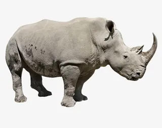 灰色犀牛侧面大气犀牛免扣免抠