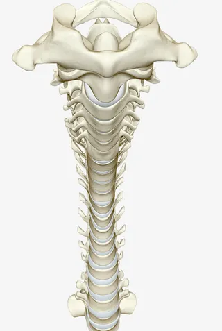 人体脊柱骨头免抠