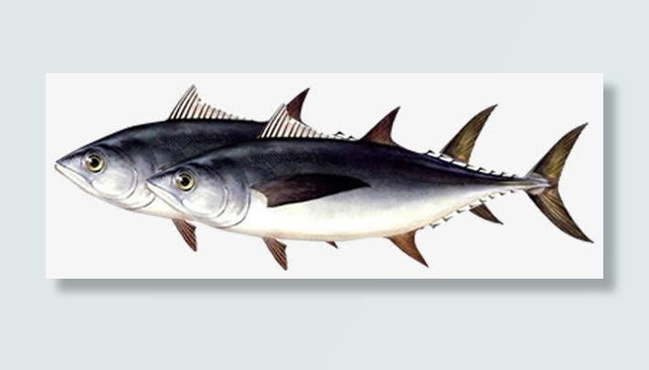 咸鱼干罐头鱼免抠