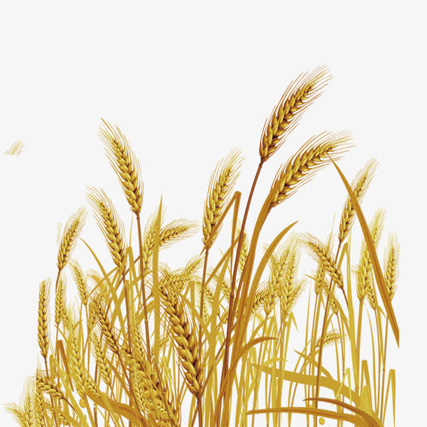 麦子免抠