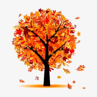 秋天的黄色落叶树免抠