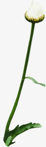 白色花苞植物春天免抠