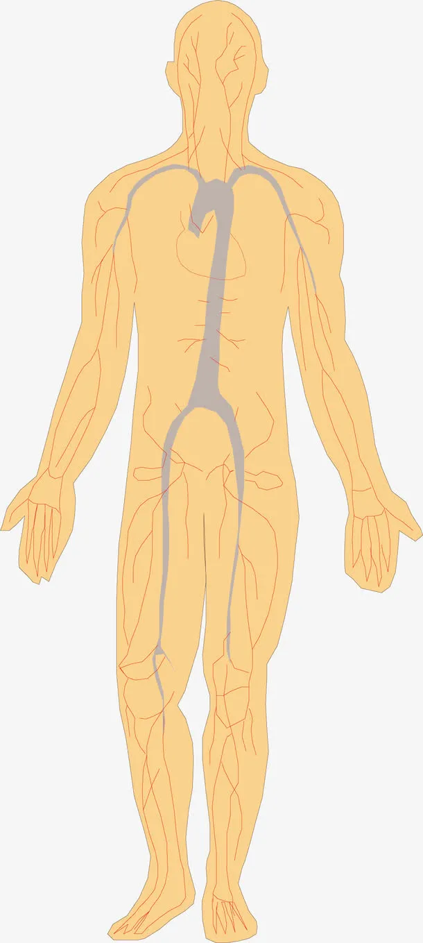 人体经脉免抠