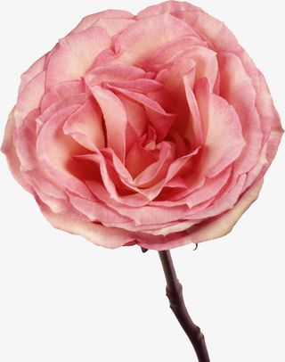 鲜艳的玫瑰免抠