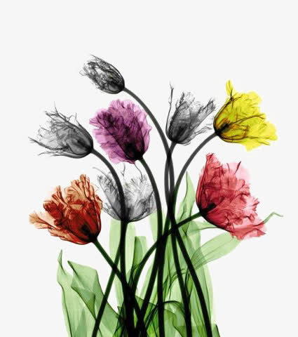 彩色花朵免抠
