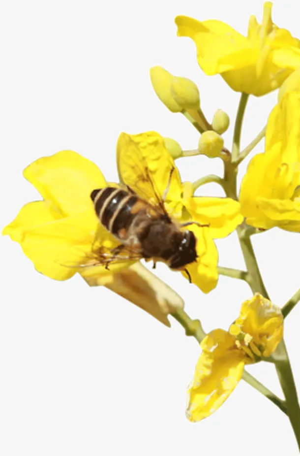 黄色迎春花免抠