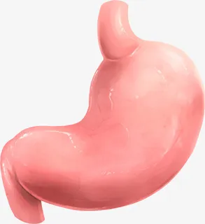 透明、png、肠胃、呵护肠胃免抠