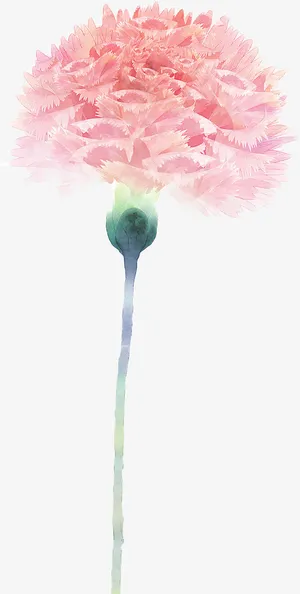 粉色康乃馨花朵手绘免抠 粉色康乃馨花朵手绘免抠