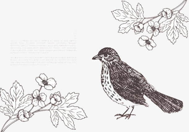 线描小鸟麻雀喜鹊免抠