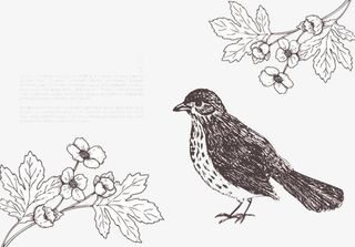 线描小鸟麻雀喜鹊免抠