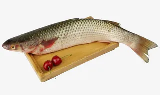 大连新鲜梭鱼免抠