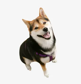 抬头的狗狗免抠