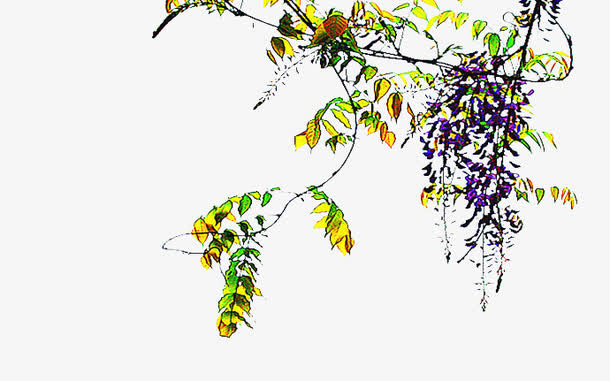 手绘紫藤花图片素材免抠