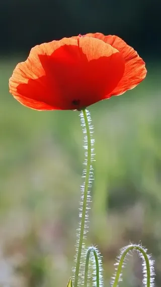 罂粟花唯美H5背景高清