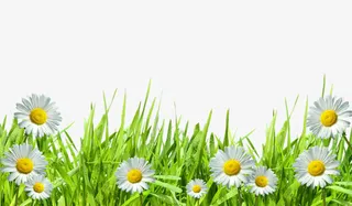 盛开的菊花免抠