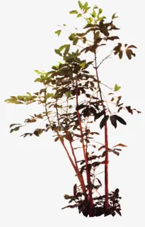 手绘模糊春天景观大树免抠