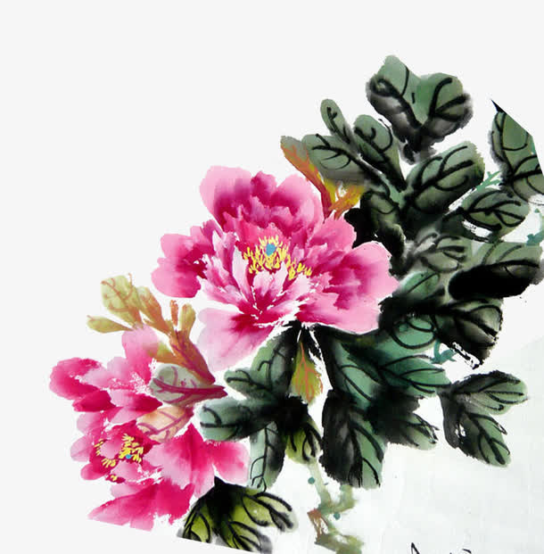牡丹花免抠