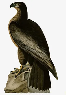 手绘鹰图素材免抠