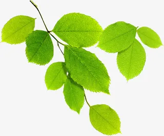 叶子免抠