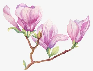 手绘紫色玉兰花免抠