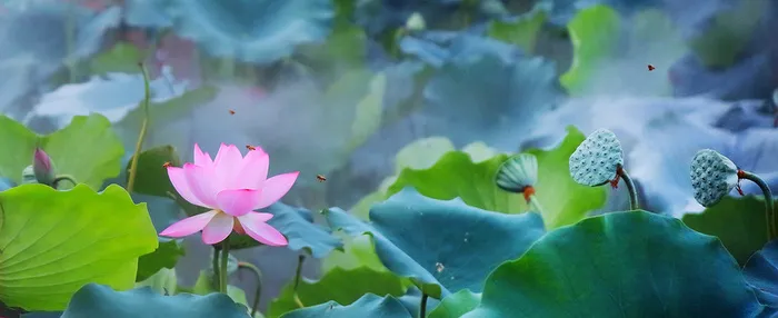 夏天大暑摄影荷花池塘绿色背景高清