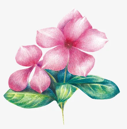 花儿免抠
