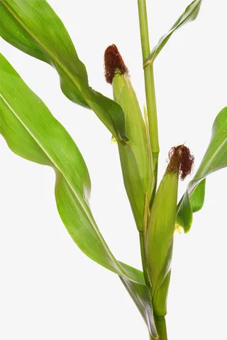 绿色玉米杆免抠