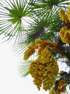 开花的棕树免抠