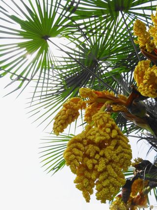 开花的棕树免抠