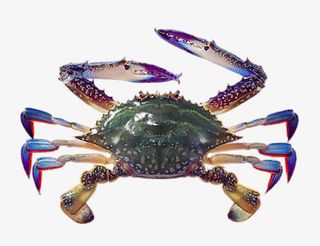 海产品黑蟹免抠