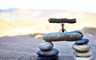 蚂蚁大力士图片520x520免抠