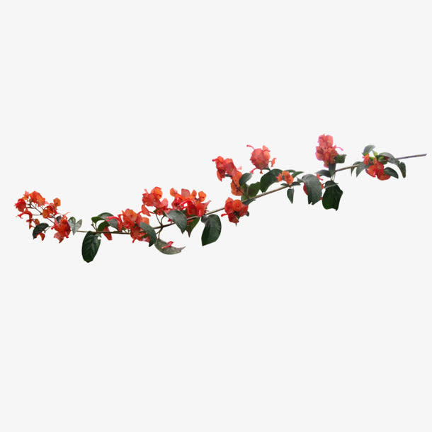飘浮树枝免抠