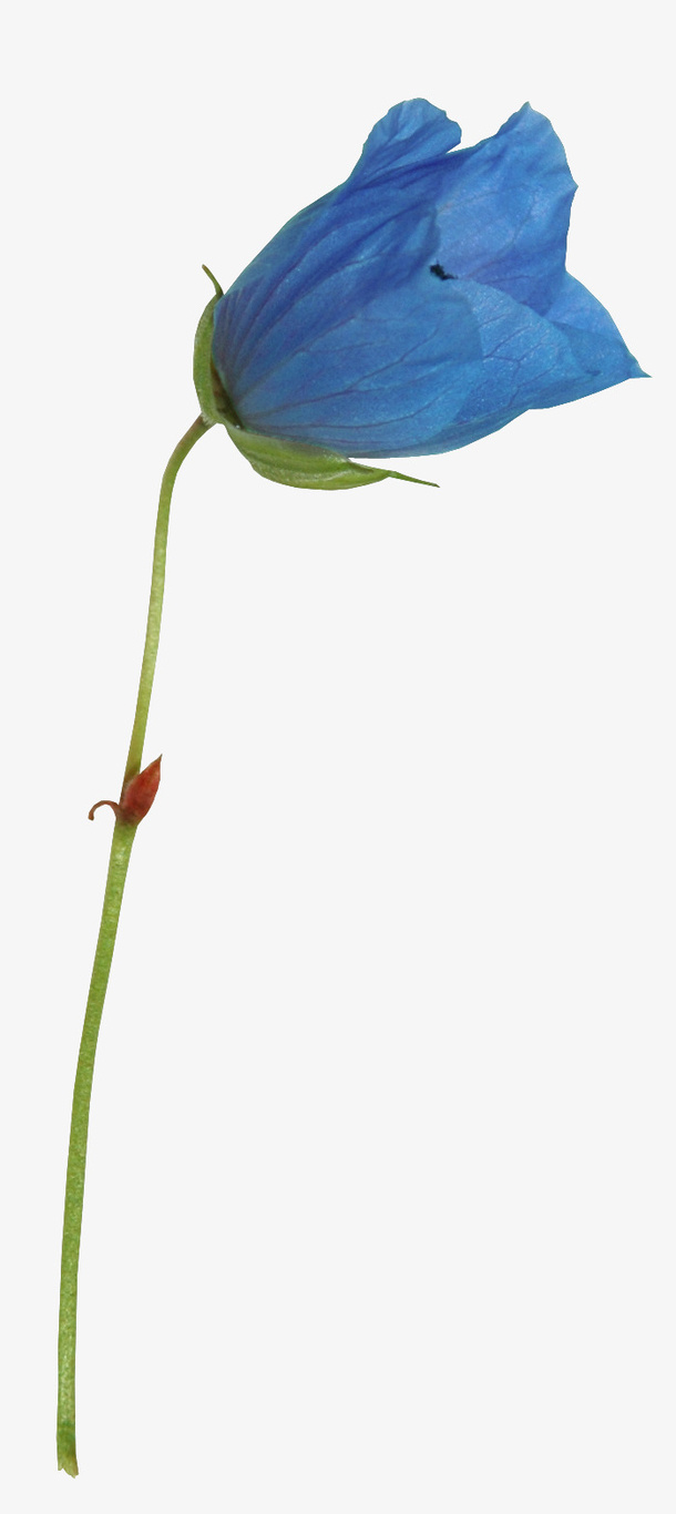花卉免抠