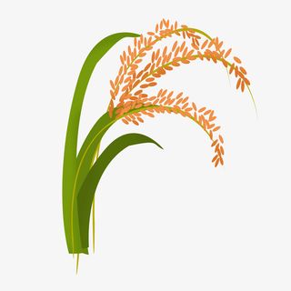 水稻 谷雨 稻谷免抠