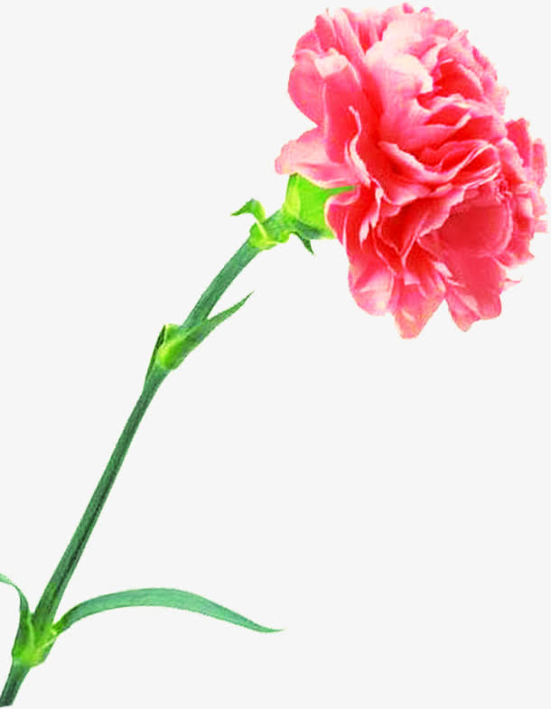 红色鲜艳花朵植物母亲节免抠