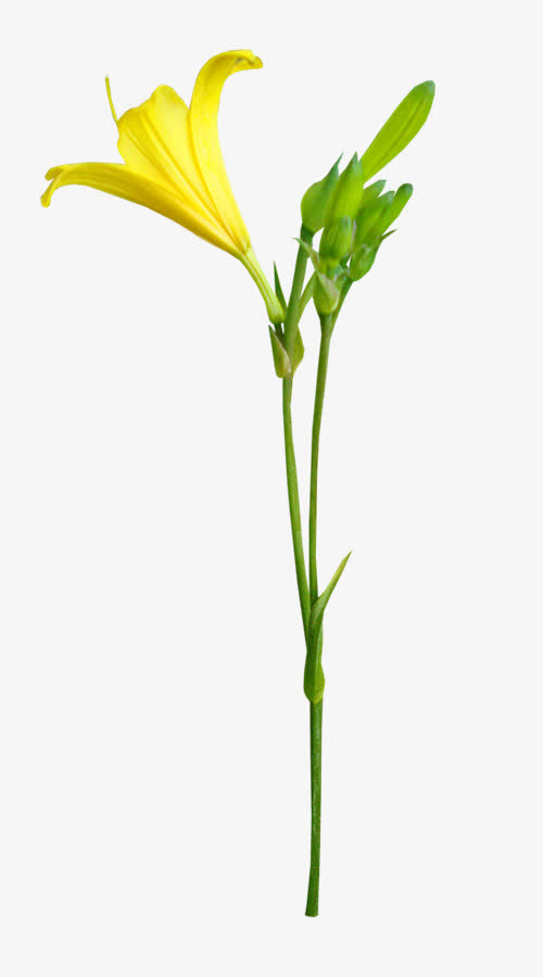 精美免抠png黄花逐帧动作素材免抠