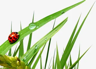 摄影夏日海报水珠草丛免抠