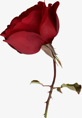 红色的玫瑰免抠