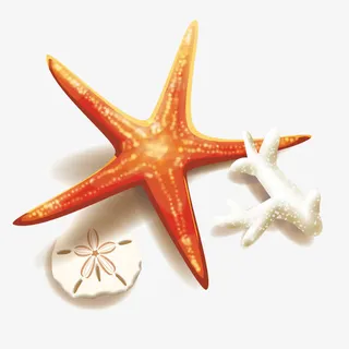 海星和珊瑚免抠